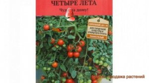 Томат обыкновенный Рябиновые бусы 🌿 обзор: как сажат?