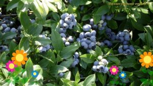 Голубика садовая Блюкроп. Краткий обзор, описание хар?