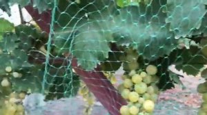 Виноград Мускат Оттонель