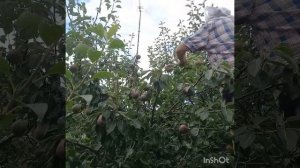 Летняя корректирующая обрезка груши Алёнушка.#обрезк?
