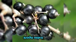 ТОП-5 сортов смородины.Смородина, которая плодоносит В