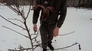 🔴🔴Лучшая Обрезка Яблони Веретеном. Обрезка Яблони В