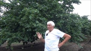 Фундук привитый на орехе медвежьем демонстрирует уст?