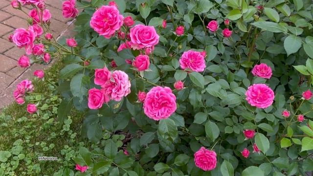 Роза Elmshorn для средней полосы России. смотреть онлайн