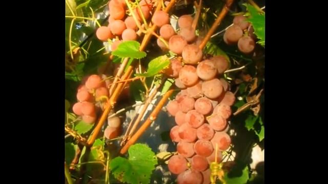 Виноград Лидия