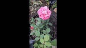 Неизвестная роза. Куплена как мускусная роза Моцартс Леди.