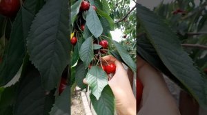 Лучший сорт черешни САМИТ🍒🍒🍒