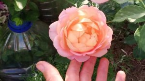 Розы ЛЕДИ ОФ ШАЛОТ ,ГОЛДЕН СЕЛЕБРЕЙШЕН, ШАХЕРЕЗАДА 31.05.