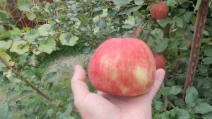 Яблоня Хани Крисп   Apple Honeycrisp