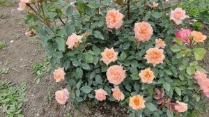 Роза Сурир Дю Хавр, Sourire du Havre