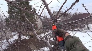 Обрезка черешни на удержание кроны