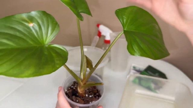 ПЕРЕСАДКА ТАЙСКОЙ ХОМАЛОМЕНЫ РУБЕСЦЕНС / HOMALOMENA RUBESCENS