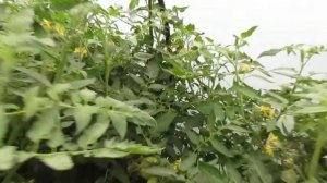 Сложилась теплица из ПНД трубы)