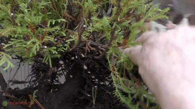 Формируем бонсай из туи рейнголд.