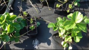 Китайские сорта клубники дают "сигналки"....Но не все.