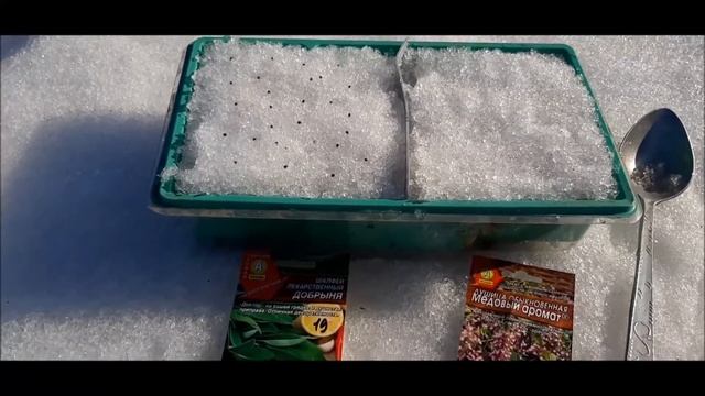 ❦ Душица и Шалфей Посадка семян на снег 2021 смотреть онлайн