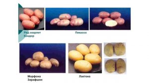 Тема: Значение картофеля, биологические особенности и