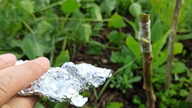 прививка Шелковицы почкой летом. смотреть онлайн