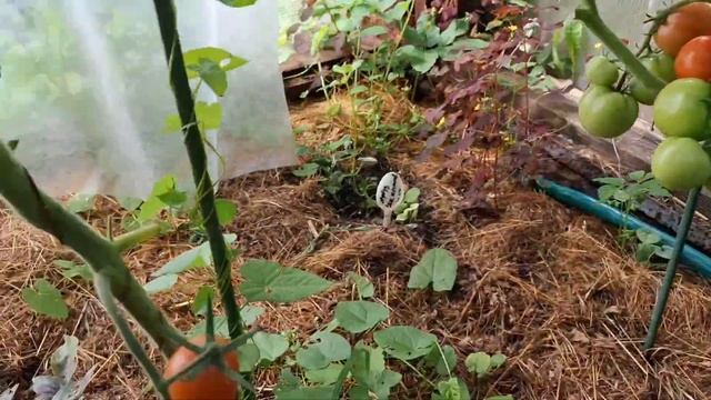 Томатные гномы не торопятся плодоносить 😂😂😂 Обзор смотреть онлайн