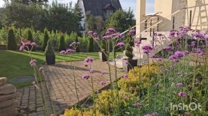 Вербена бонарская. Секреты выращивания