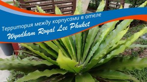 Отель Wyndham Royal Lee Phuket ✧ Территория между корпусами и бассейн