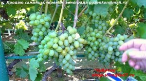 Виноград Гарольд- с одним из лучших  мускатов, ультрар?