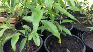 Персик и нектарин из косточки