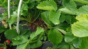 Сорт клубники Александра