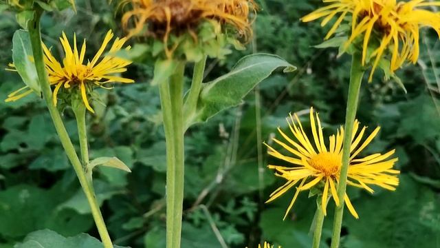 🌿 Девясил - Прибавит Сил! 💪Целебные свойства и рецеп? смотреть онлайн