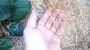 Подвой яблони мм106