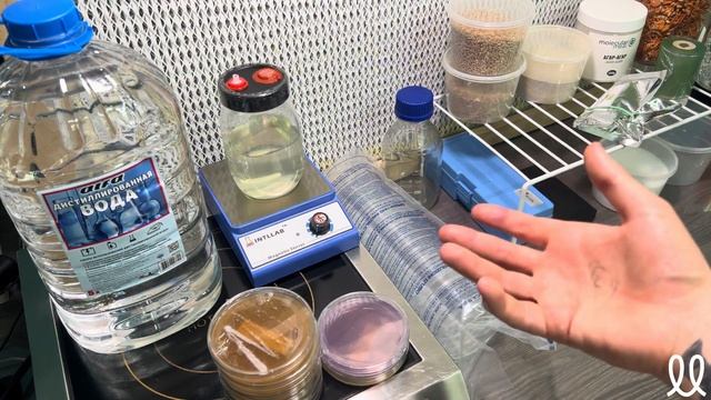 ПИТАТЕЛЬНЫЕ СРЕДЫ: агар-агар для грибов, жидкий мицели смотреть онлайн