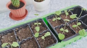 Как вырастить АРБУЗНЫЙ ОГУРЕЦ в горшке.