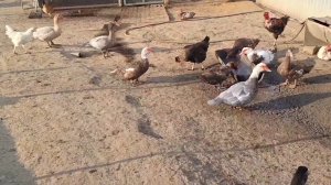 09-09-2025 Я его нашла.Жизнь в Деревне.