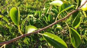 Груша Феерия.