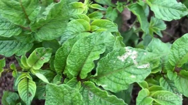 Одна в деревне/ Окучила картошку/ На грядках созрела е? смотреть онлайн