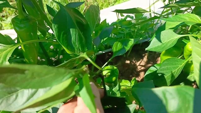 Формирую перцы в конце июля - убираю лишние побеги для смотреть онлайн