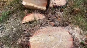 Валка наклонного дерева Винтовым клином КВМ-1 Бензопи?