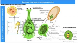 Двойное оплодотворение цветковых растений за 5 минут.