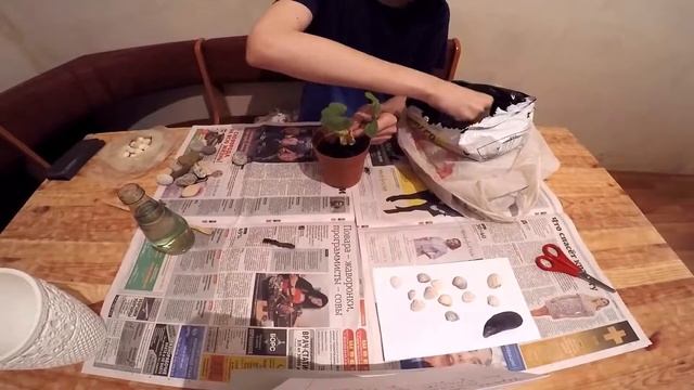 Герань, Журавельник