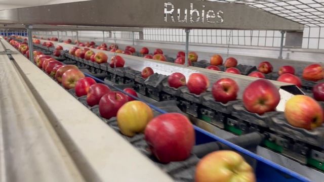 Яблоко Red Chief смотреть онлайн