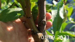 peach grafting // самая простая прививка персика