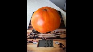 Высокоурожайный,вкусный и сладкий сорт томата УЛЫБКА