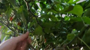 Вырастили самый большой куст острого перца Carolina Reaper Red