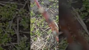 Бургундская смесь вместо бордоский жидкости!6 марта 202