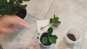 Фикус Макламе. Мой первый опыт черенкования.