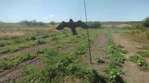Отпугиватель для ворон птиц