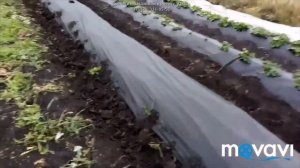 Как делать грядки для клубники используя пленку. Клуб?