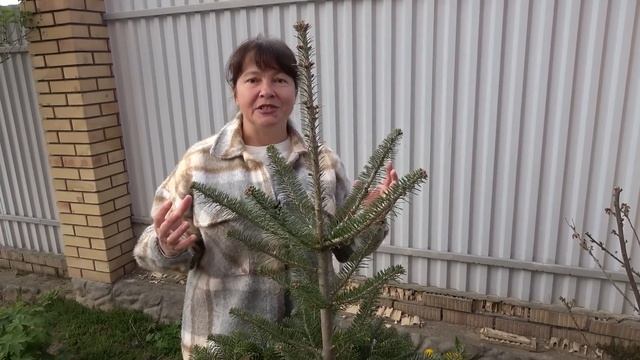 Как обрезать тую, елку, сосну, пихту, тис, лиственницу, ? смотреть онлайн