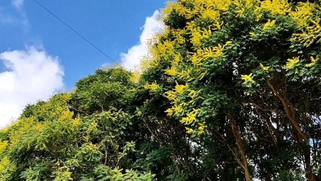 Показываю, как цветет Кёльрейтерия метельчатая. Обяза смотреть онлайн