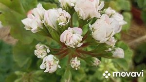 ПЕЛАРГОНИЯ Ю - ЦАРСКАЯ НЕВЕСТА КОЛЛЕКЦИИ ЛИПАТОВОЙ АН?